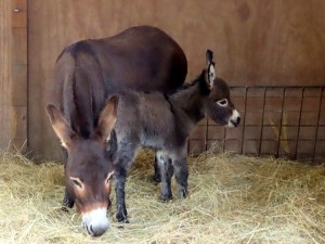 EV Bluebell- Autumn 2025